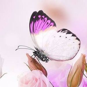 Meet your Posher, Lynn